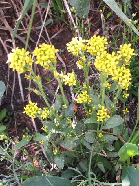 Draba rectifructa